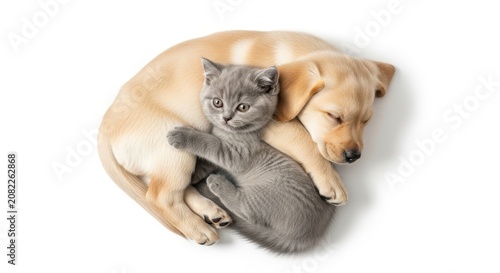 A gray cat and a tan dog are sleeping together on a white surface curled up. animal friends cat and 