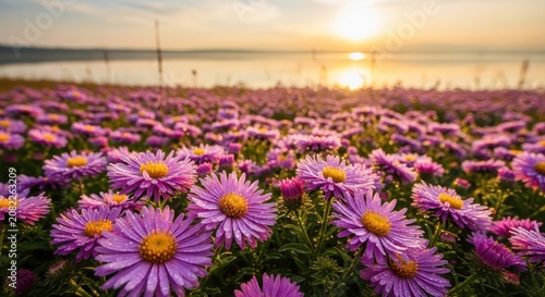 beautiful purple flowers in a field during sunset with sea purple flowers field of flowers sunset ov
