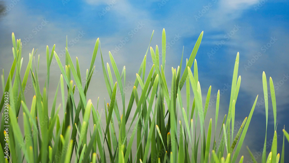 Obraz premium Green grass growing near Trokiele church reflecting in blue water