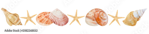 Photos Muscheln und Seesterne  Hintergrund transparent PNG cut out