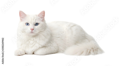 Bild auf Leinwand White cat with striking blue eyes and a fluffy long coat lying down in a relaxed