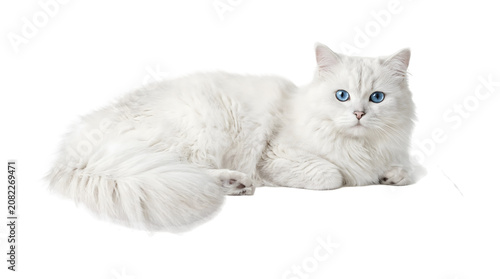 Fotografie White cat with vivid blue eyes and an exceptionally fluffy long coat lying in a