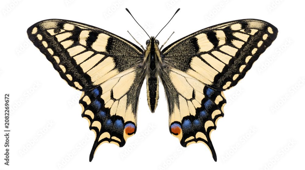 Obraz premium Butterfly identified as a yellow swallowtail with wings fully spread showing bold black striped patterns and blue orange eyespots on the hindwings as a PNG on a transparent background