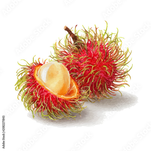 Canvas Print Rambutan watercolor vector illustration, high-quality artwork isolated on a pure white background