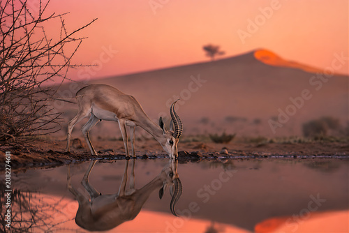 Endangered Arabian Sand Gazelle drinking at desert oasis waterhole during pink civil twilight — mirror reflection in still water, UAE wildlife conservation concept