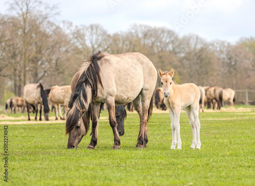 Dülmener Wildpferde