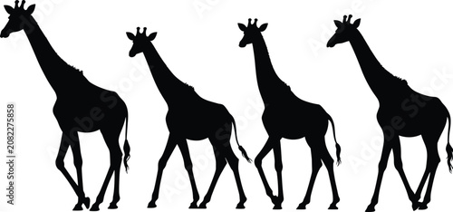 Obraz na plátně Silhouette of Four Giraffes Standing in a Row Against White Background animals w