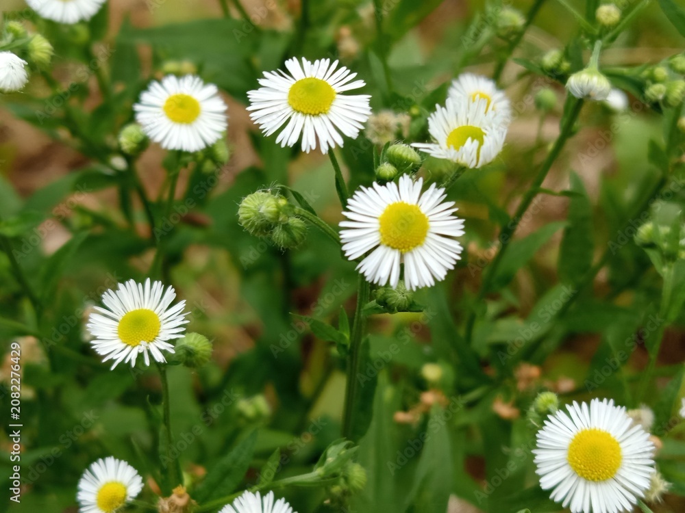 Obraz premium Daisies Flowers Close-up in Green Grass