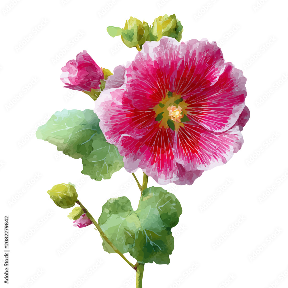 Hollyhock Watercolor Images – Browse 1,465 Stock Photos, Vectors