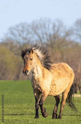 Dülmener Wildpferd