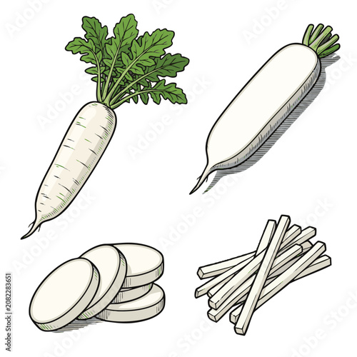 Schilderij op canvas Fresh Daikon Radish Varieties and Slices Illustration.