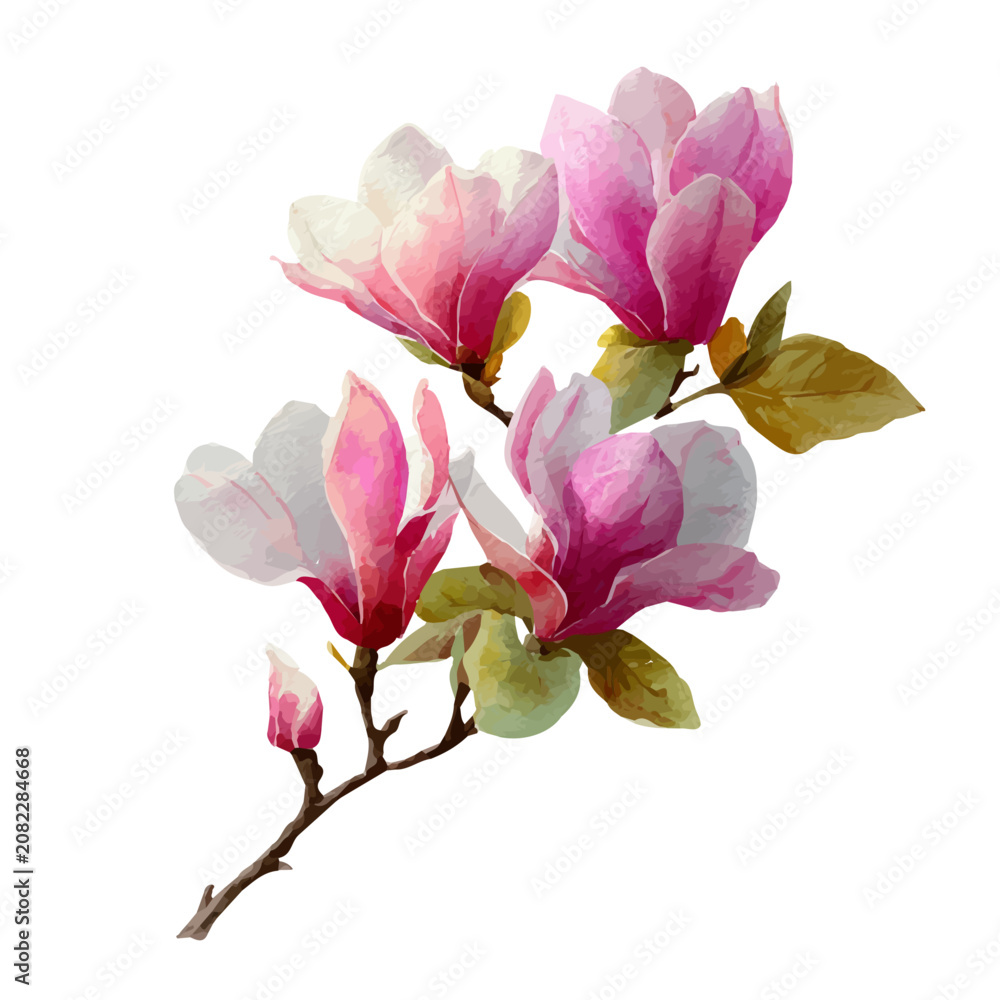 Obraz premium Watercolor Magnolia Bouquet vector, artistic painting style, high-resolution illustration on a pure white background.