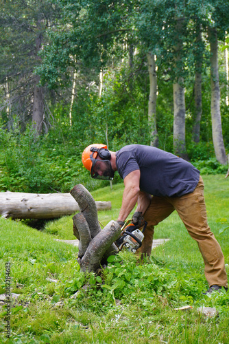 A vertical full shot of an athletic man wearing an orange safety helmet, ear muffs, and work gloves, bending over to cut down small tree trunks and stumps with a power chainsaw on a green grassy lawn 