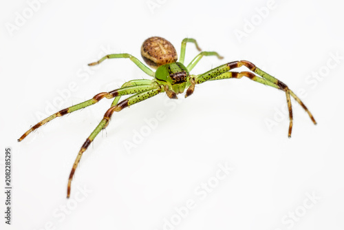 Foto Detailed macro shot of a green and brown spider isolated on white background wit