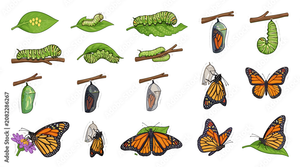 Obraz premium Collection of various stages of caterpillars and butterflies