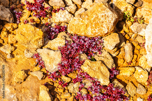 Foto Sedum - Australische Buschblüten