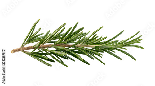 Cuadro en lienzo Fresh rosemary sprig with green needle leaves and woody stem displayed in PNG is