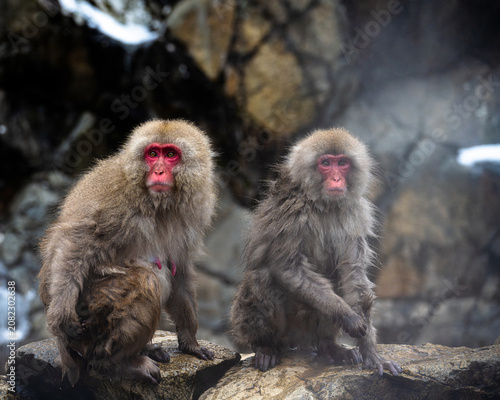 Cuadro en lienzo Snow Monkeys