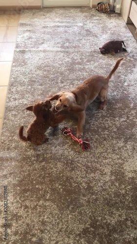Playful Dogs Wrestling on Carpet in Living Room