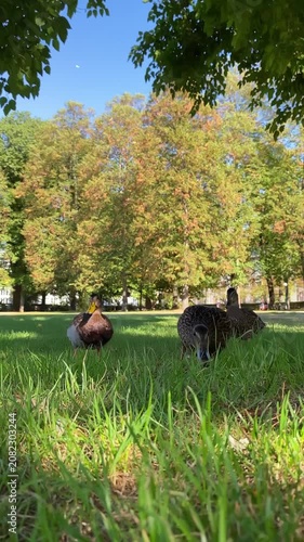 Ducks Resting on Grass in Sunny Park with Trees