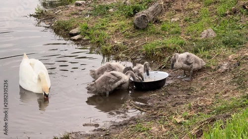 White swan and gray cygnets eating from a bowl on the muddy bank of a pond covered in algae, wildlife feeding scene, nature, family.
