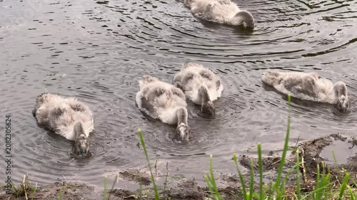 Young swan cygnets swimming and feeding in a calm pond near the muddy shore outdoors. Nature wildlife, bird family, freshwater habitat, spring season.
