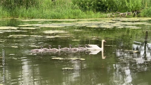  White swan and gray cygnets swimming in a calm green pond with lily pads, surrounded by lush trees, wildlife, nature scene, family of birds.