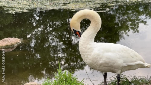 White swan preening its feathers on the grassy bank of a calm pond with tree reflections, wildlife in natural habitat, nature scene.