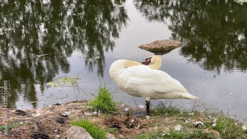 White swan preening its feathers on the grassy bank of a calm pond with tree reflections, wildlife in natural habitat, nature scene.