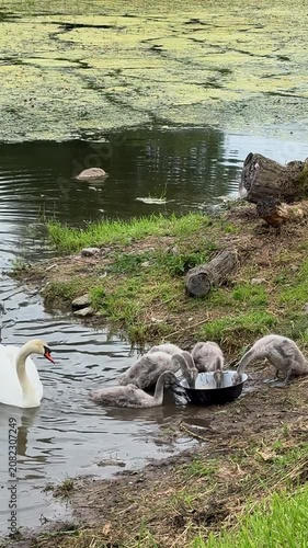 White swan and gray cygnets eating from a bowl on the muddy bank of a pond covered in algae, wildlife feeding scene, nature, family.