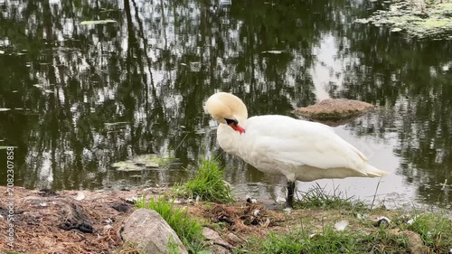 White swan preening its feathers on the grassy bank of a calm pond with tree reflections, wildlife in natural habitat, nature scene.