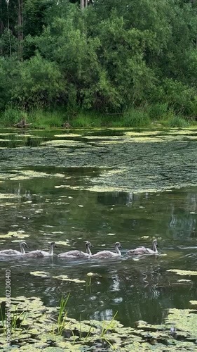  White swan and gray cygnets swimming in a calm green pond with lily pads, surrounded by lush trees, wildlife, nature scene, family of birds