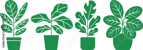 Photos Lush rubber plant icons and ficus elastica foliage arrangements for commercial b