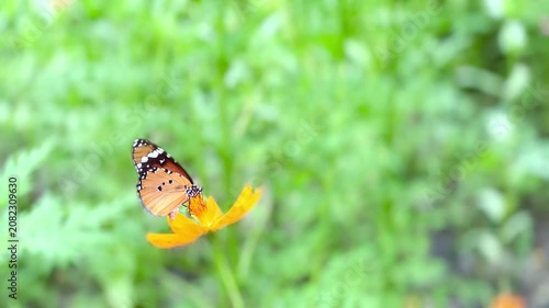 Close-up of a butterfly feeding on a small wildflower, showing delicate wings and fine details against a soft green background, capturing calm natural behavior and vibrant outdoor life.
