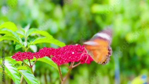 Close-up of a butterfly feeding on a small wildflower, showing delicate wings and fine details against a soft green background, capturing calm natural behavior and vibrant outdoor life.