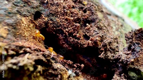 Rare macro footage of multiple termite queens moving inside an active termite colony. Worker termites surround reproductive termites within a natural nest in a decaying tree trunk.