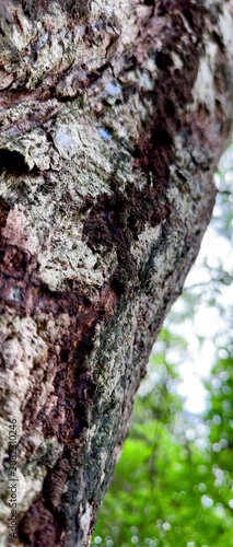 Rare macro footage of multiple termite queens moving inside an active termite colony. Worker termites surround reproductive termites within a natural nest in a decaying tree trunk.