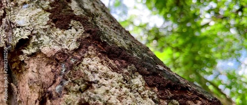 Rare macro footage of multiple termite queens moving inside an active termite colony. Worker termites surround reproductive termites within a natural nest in a decaying tree trunk.