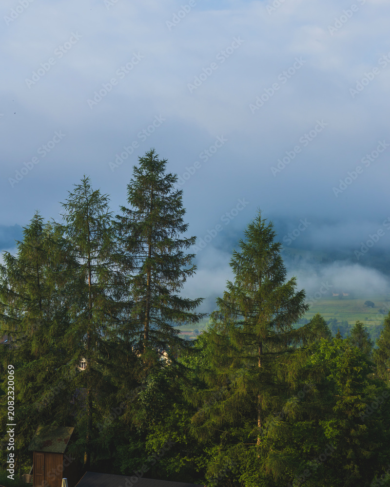Fototapeta premium Morning mist drifting through evergreen forest in mountain valley