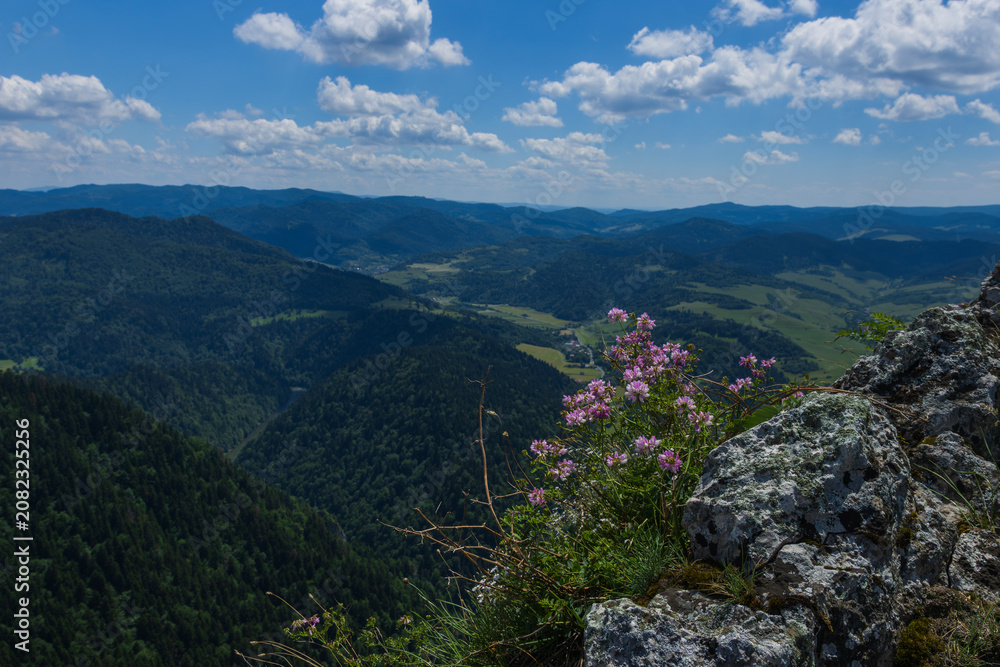 Fototapeta premium Mountain panorama with rocky cliff and pink wildflowers overlooking a green valley in summer