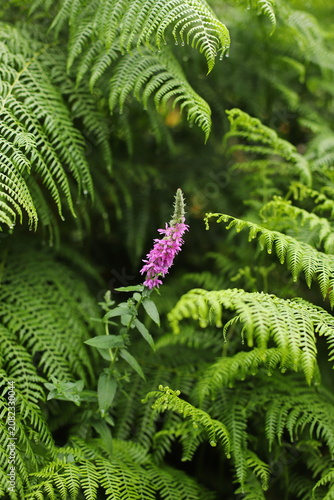 Purple loosestrife plant (Lythrum salicaria) and Western bracken fern (Pteridium aquilinum), Common bracken