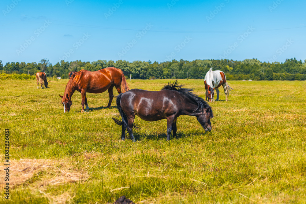 Fototapeta premium Brown horse eating grass in a green pasture. Herd of horses grazing on a sunny field with trees in the background. Domestic mammal life in meadow nature.