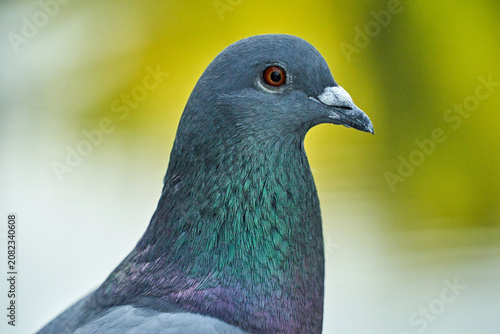 Portrait of an adult gray pigeon
