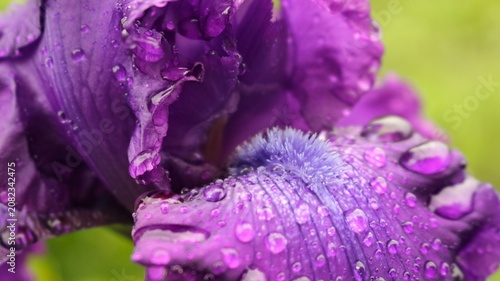 Fotografie A macro shot of a luxurious purple iris, covered in large, transparent raindrops