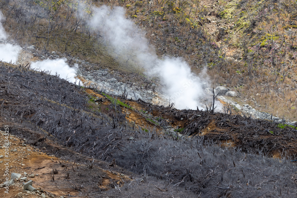 Naklejka premium dead trees and barren soil, with white clouds of steam rising from the smoking sulfur springs in Kanagawa