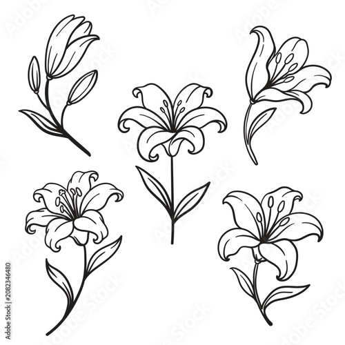 Obraz na płótnie Vector line art illustration set with elegant hand-drawn lily flowers