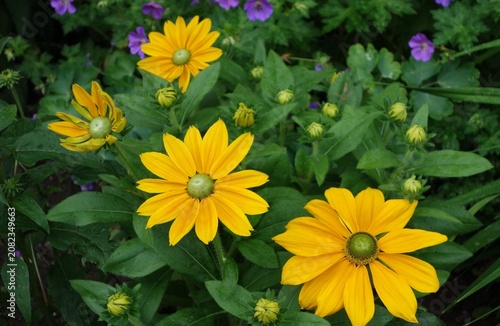 Rudbeckia (Sunbeckia Ophelia) yellow flowers in summer garden.