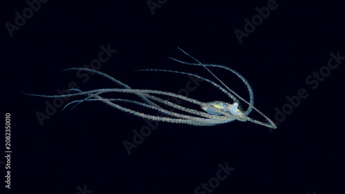 Konstfotografi Long-arm sand octopus gliding through open water at night
