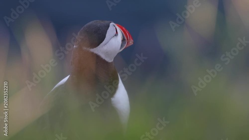 Close-up of Atlantic Puffin on cliff edge in Faroe Islands