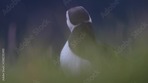 Close-up of Atlantic Puffin on cliff edge in Faroe Islands